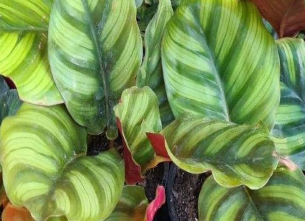 Goeppertia fasciata - Prayer Plant Calathea