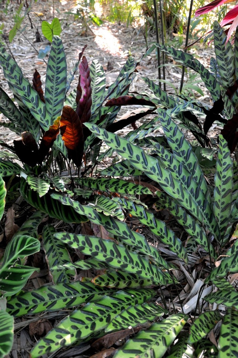 Goeppertia insignis - Rattlesnake Calathea