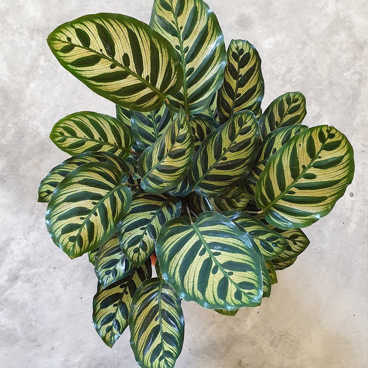 Goeppertia makoyana - Peacock Calathea