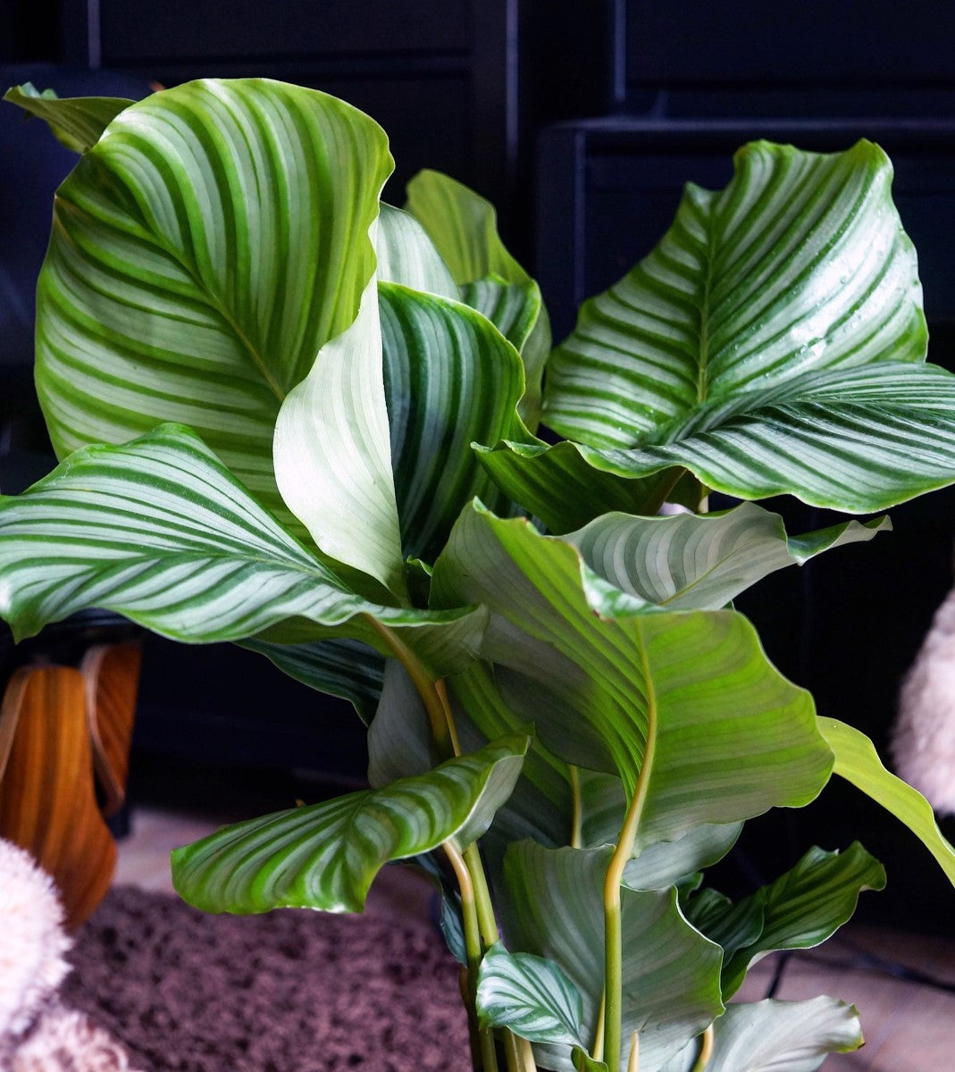 Goeppertia orbifolia - Orb-Leafed Calathea