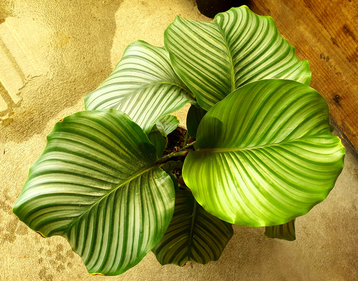 Goeppertia orbifolia - Orb-Leafed Calathea
