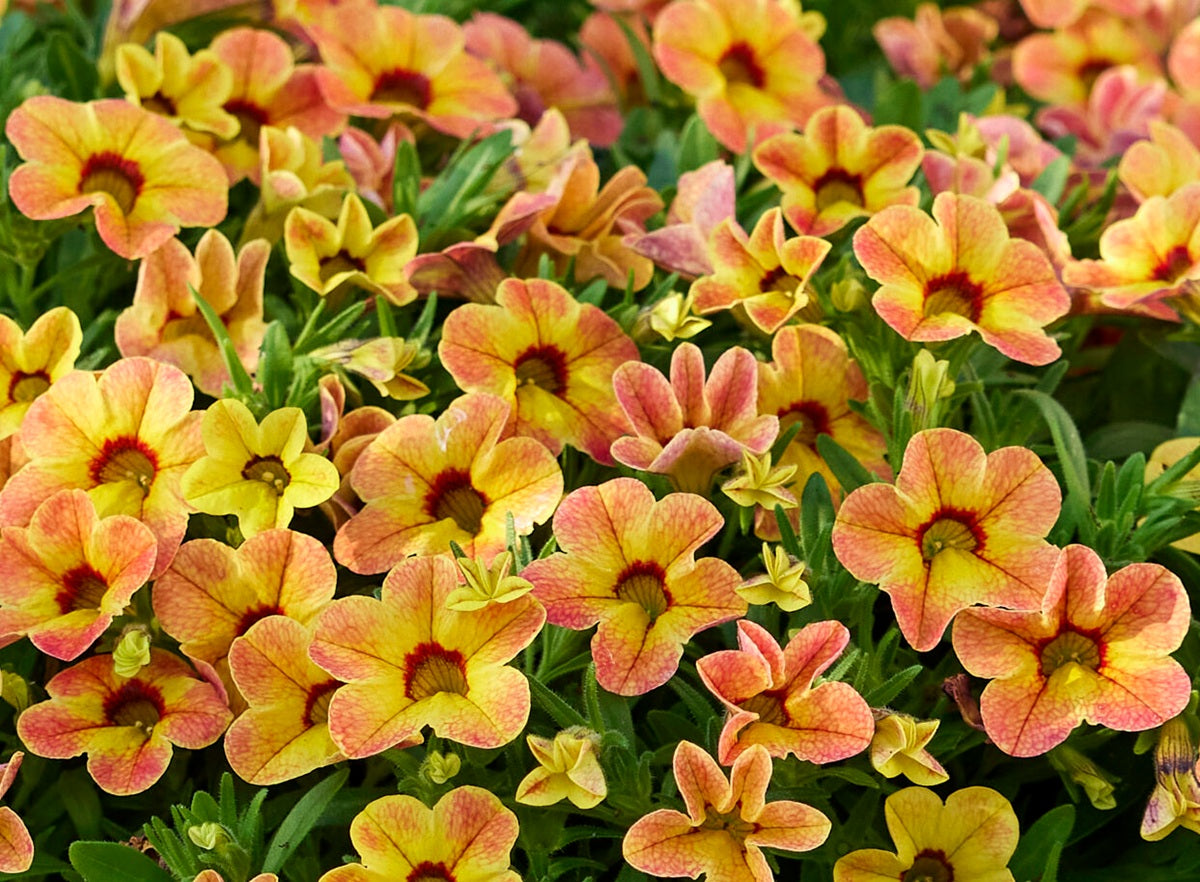 Calibrachoa - Calipetite® APRICOT DREAM - Million Bells Petunia