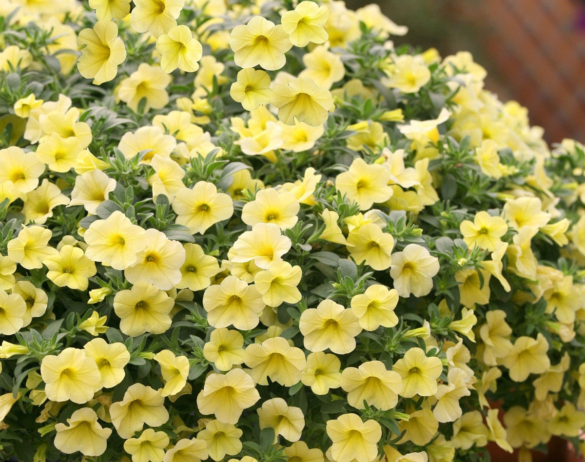 Calibrachoa - BOUQUET CREAM - Million Bells Petunia 'Suncallemon' PBR