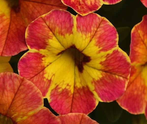 Calibrachoa - Cabaret® DIVA ORANGE - Million Bells Petunia