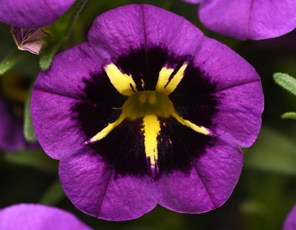Calibrachoa - Cabaret® MIDNIGHT KISS - Million Bells Petunia