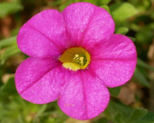 Calibrachoa - Calipetite® ROSE - Million Bells Petunia