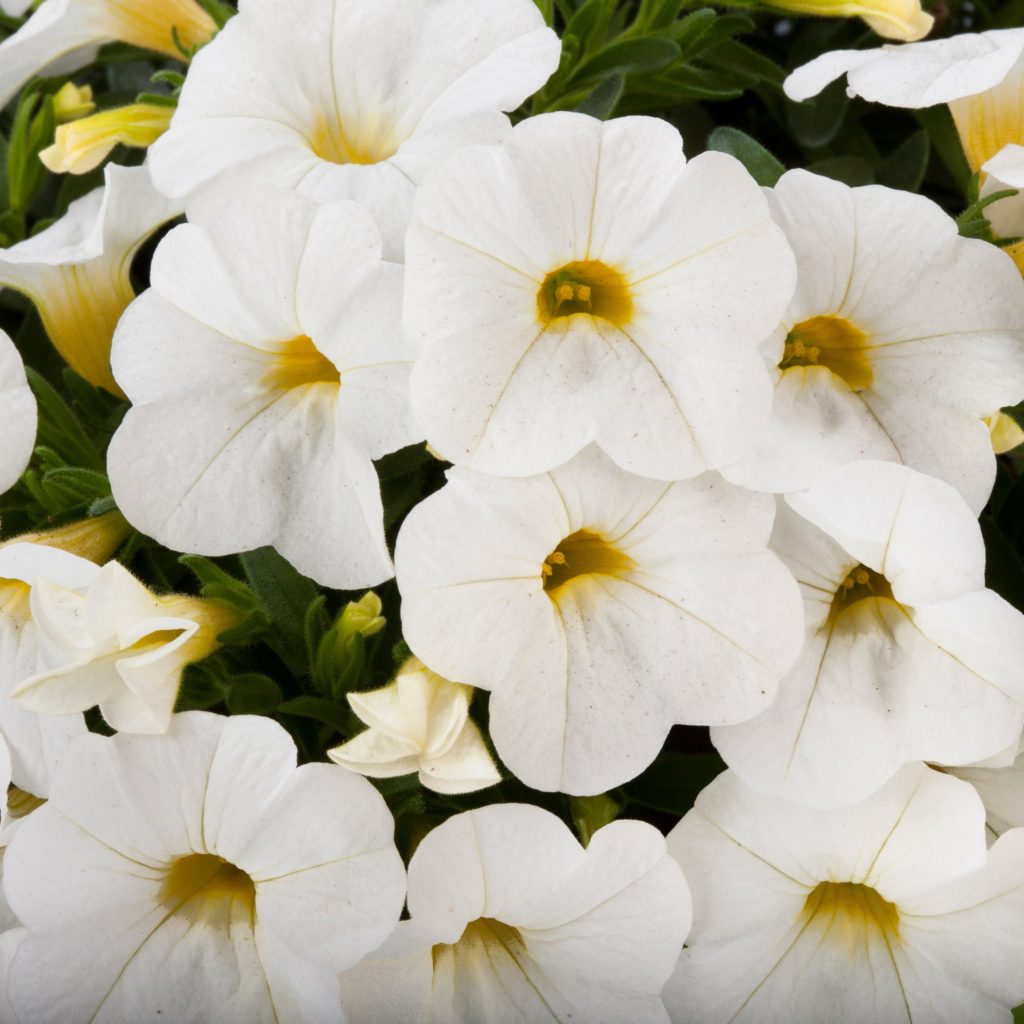 Calibrachoa - Calipetite® WHITE - Million Bells Petunia