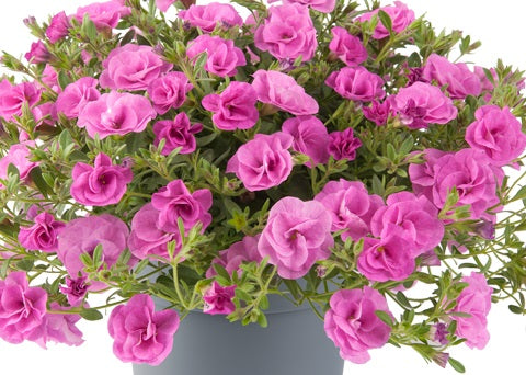 Calibrachoa - Can-Can® ROSIES PINK - Million Bells Petunia