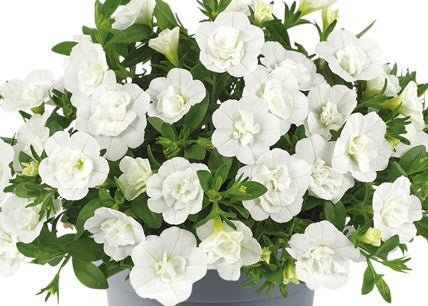 Calibrachoa - Can-Can® ROSIES WHITE - Million Bells Petunia