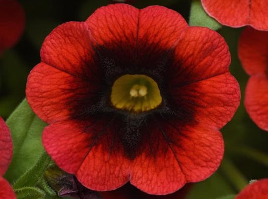 Calibrachoa - Cha-Cha™ RED KISS - Million Bells Petunia