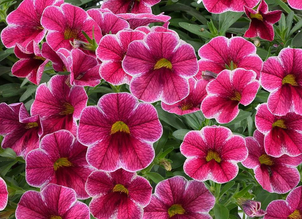 Calibrachoa - Colibri™ CHERRY LACE - Million Bells Petunia