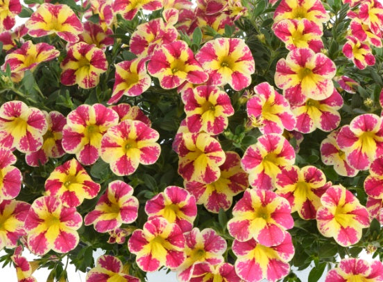 Calibrachoa - Colibri™ ABSTRACT GUAVA - Million Bells Petunia