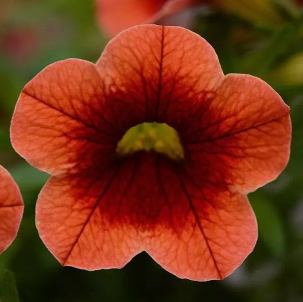 Calibrachoa - Conga™ ORANGE KISS - Million Bells Petunia