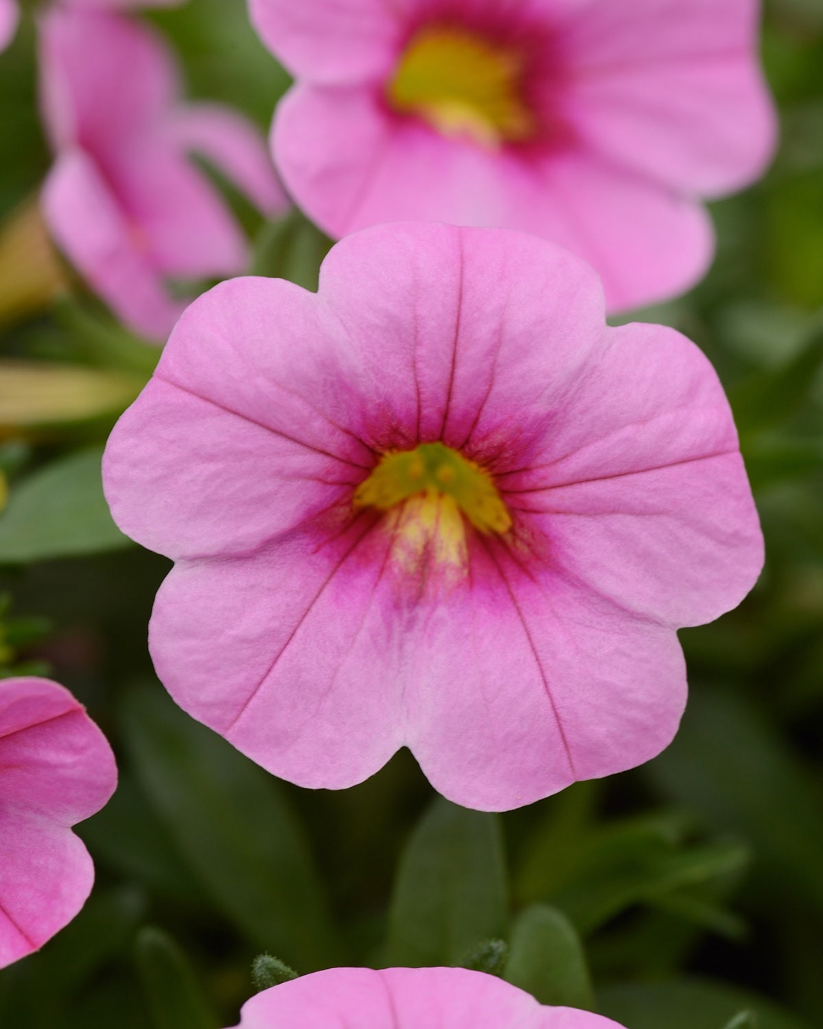 Calibrachoa - Conga™ PINK - Million Bells Petunia