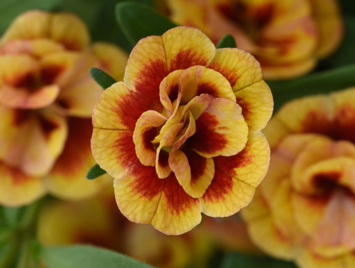 Calibrachoa - Minifamous® DOUBLE ORANGETASTIC - Million Bells Petunia