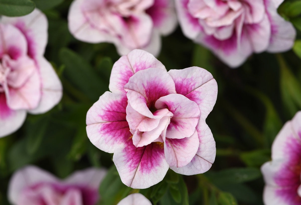 Calibrachoa - Minifamous® DOUBLE PINKTASTIC - Million Bells Petunia