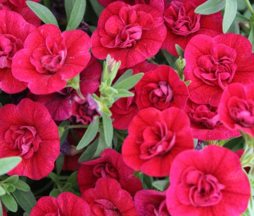 Calibrachoa - Superbells® DOUBLE RUBY™ - Million Bells Petunia 'USCAL83901' PBR