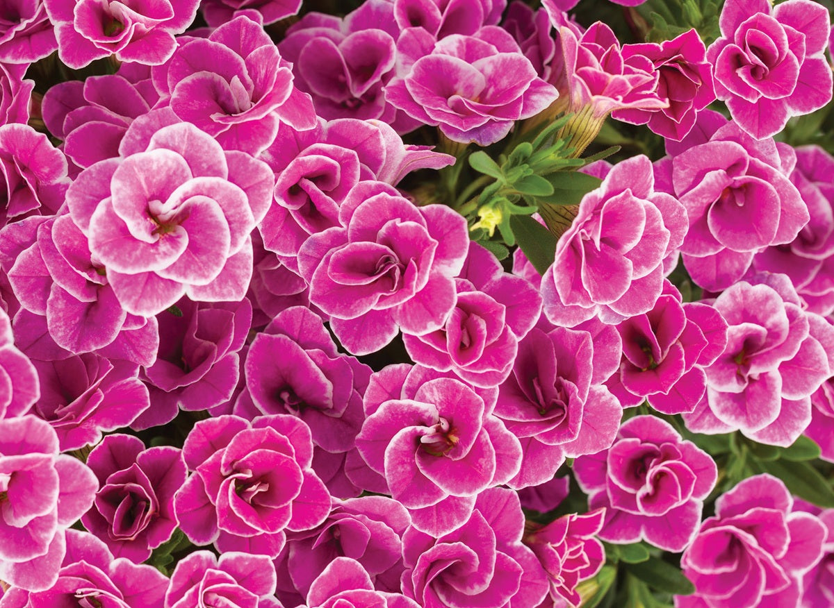Calibrachoa - Superbells® DOUBLETTE LOVE SWEPT™ - Million Bells Petunia