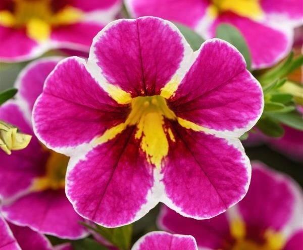 Calibrachoa - Cha-Cha™ ELECTRIC PINK - Million Bells Petunia