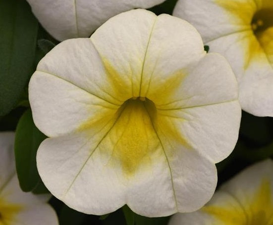 Calibrachoa - Cha-Cha™ FROSTY LEMON - Million Bells Petunia