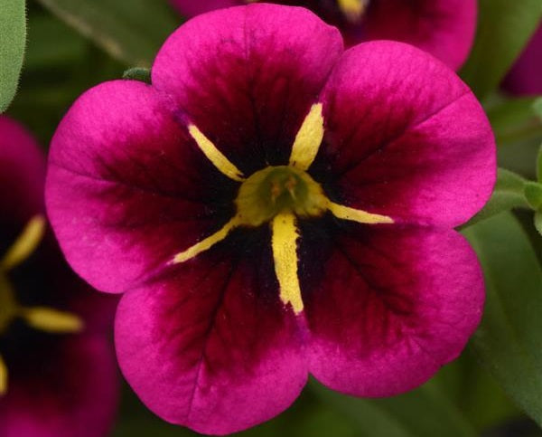 Calibrachoa - Cabaret® GOODNIGHT KISS - Million Bells Petunia