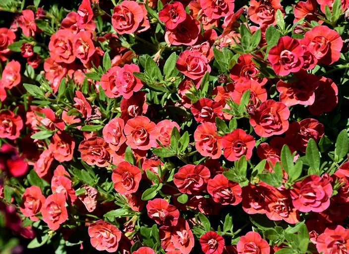 Calibrachoa - Minifamous® DOUBLE ORANGE FLAME - Million Bells Petunia