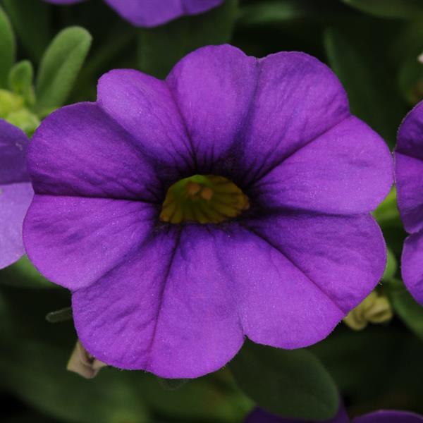 Calibrachoa - Minifamous® ROYAL BLUE - Million Bells Petunia