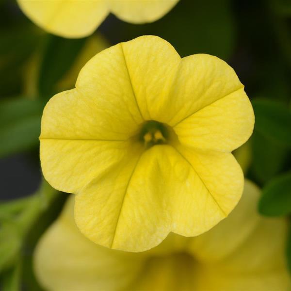 Calibrachoa - Minifamous® PURE YELLOW - Million Bells Petunia