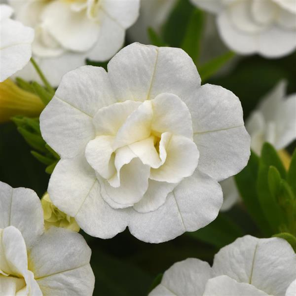 Calibrachoa - Minifamous® DOUBLE WHITE - Million Bells Petunia