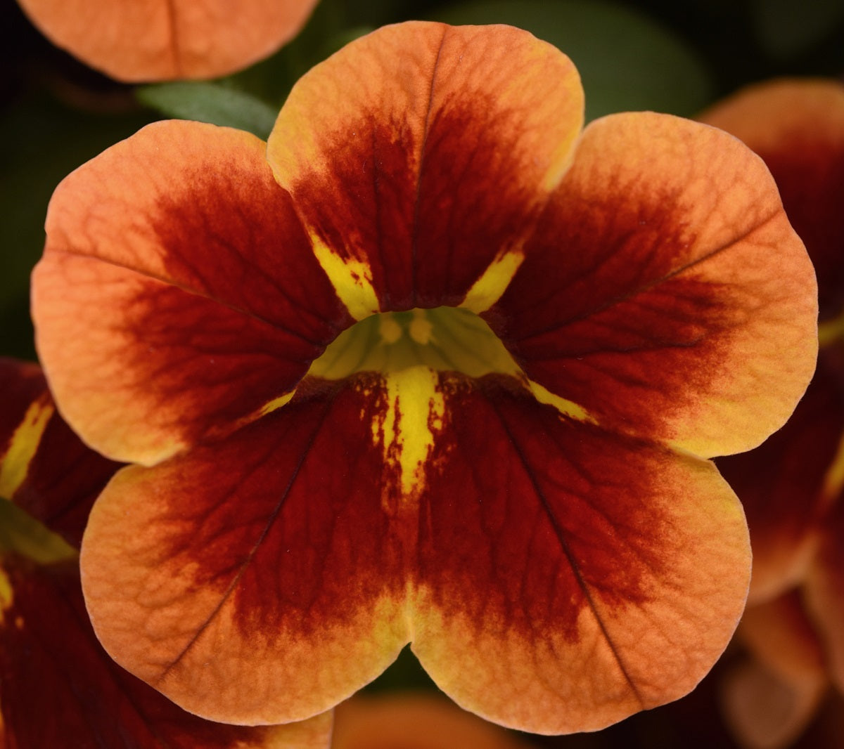 Calibrachoa - STARJUMP ORANGE - Million Bells Petunia