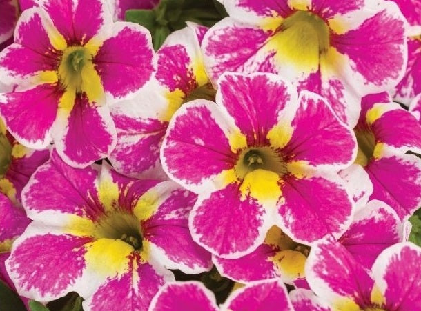 Calibrachoa - Superbells® HOLY COW - Million Bells Petunia