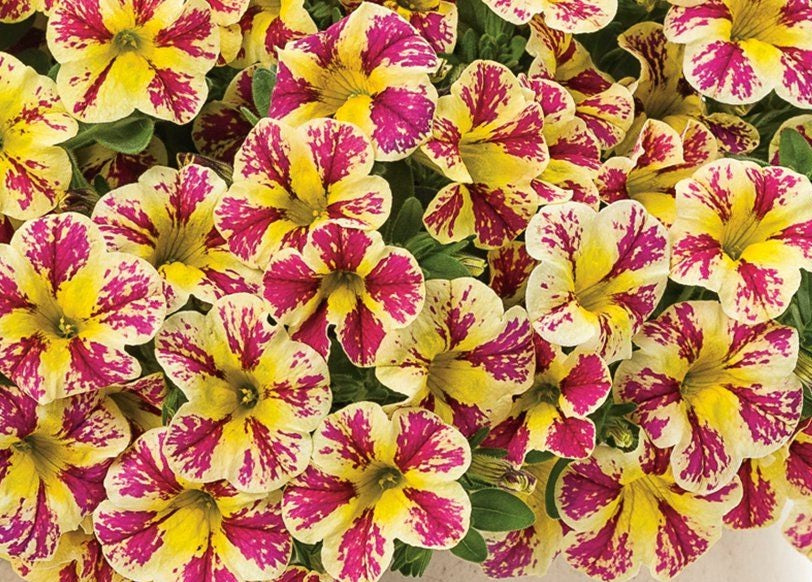 Calibrachoa - Superbells® HOLY MOLY - Million Bells Petunia