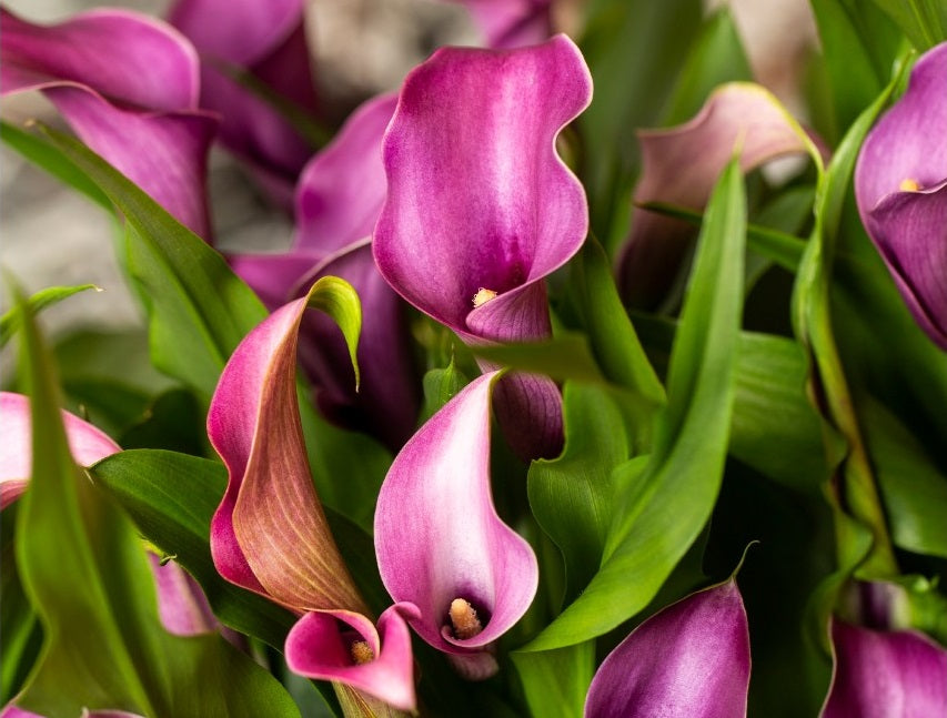 Zantedeschia - GRAPE VELVET - Calla Lily