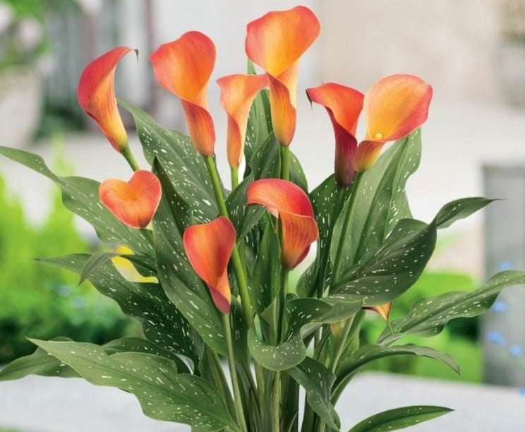 Zantedeschia - POT SUNSET - Calla Lily
