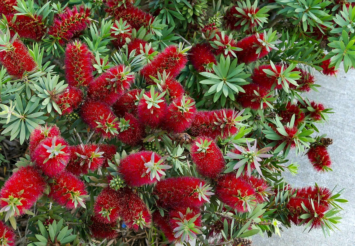 Melaleuca viminalis - BETTER JOHN™ - Weeping Bottlebrush 'LJ1' PBR