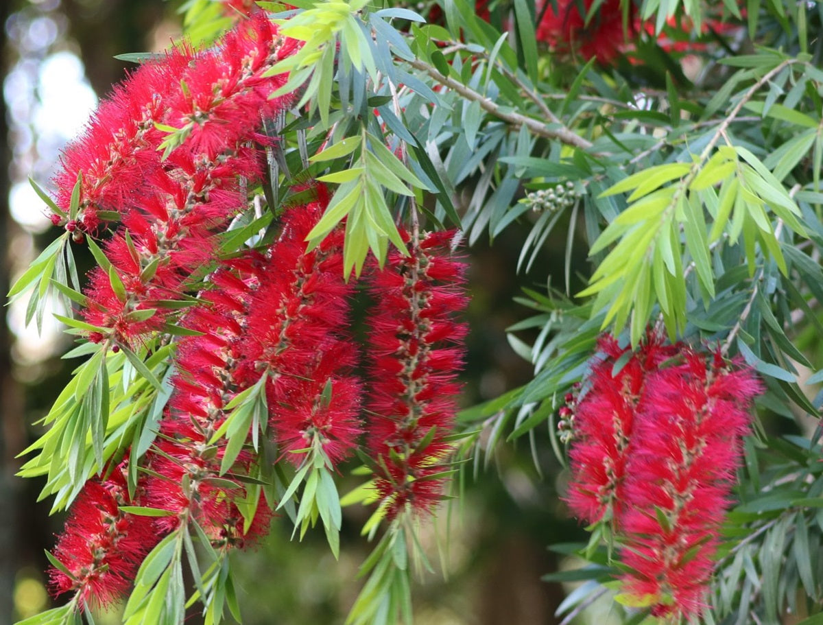 Melaleuca viminalis - CAPTAIN COOK - Weeping Bottlebrush