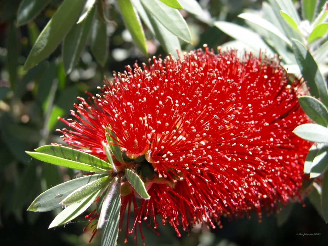 Melaleuca viminalis - CAPTAIN COOK - Weeping Bottlebrush