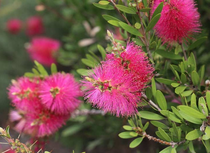 Melaleuca - FLURO BURST™ - Bottlebrush 'CNU19' PBR