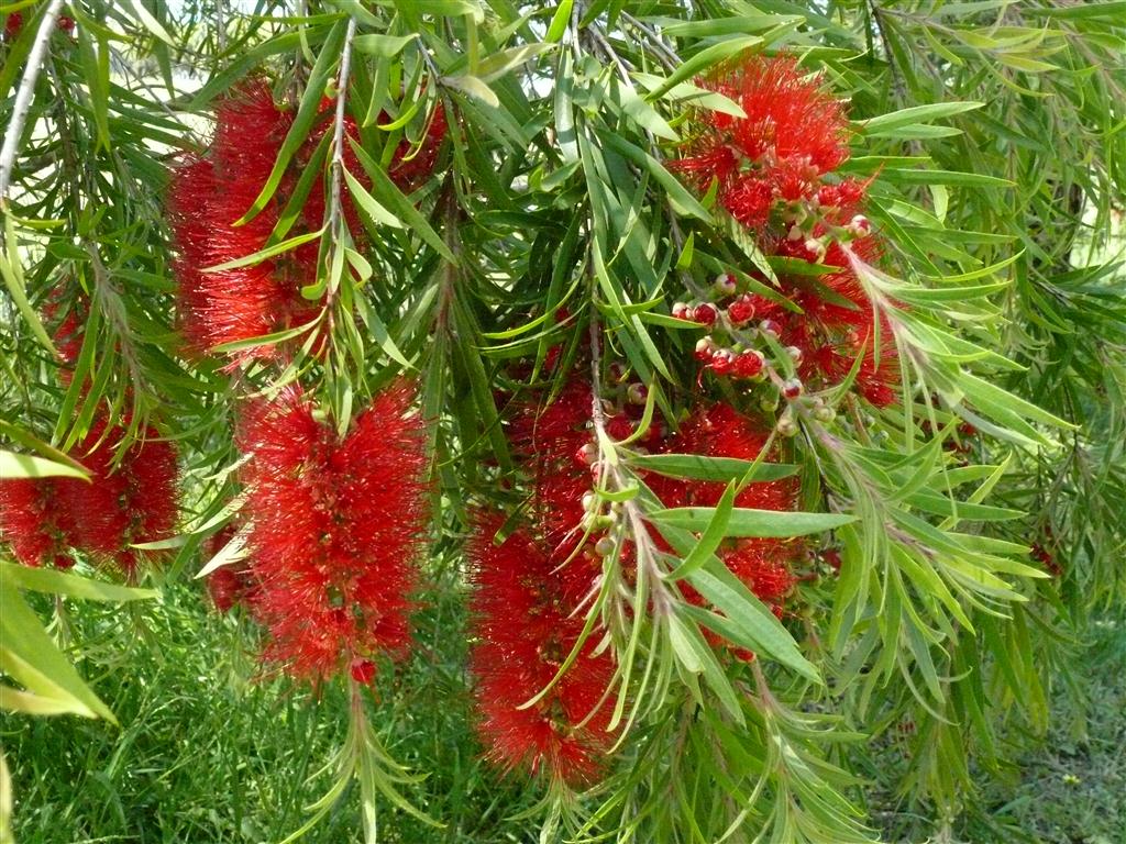 Melaleuca viminalis x citrina - FOUR SEASONS - Bottlebrush