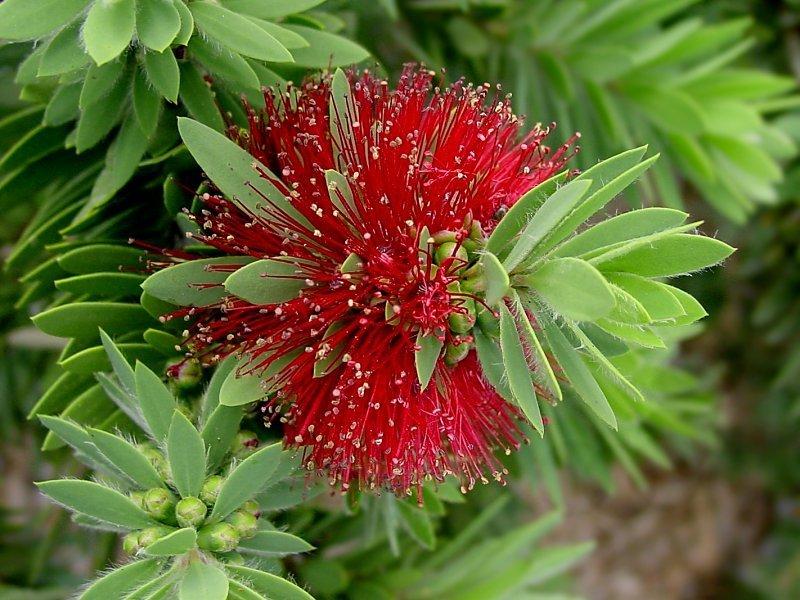 Melaleuca viminalis - LITTLE JOHN - Weeping Bottlebrush