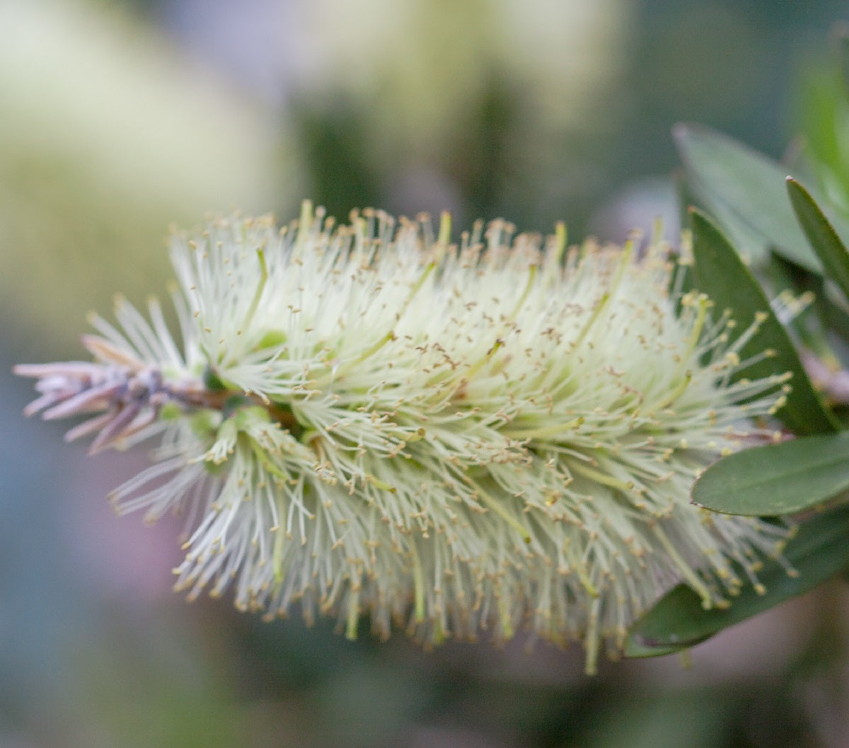 Melaleuca viminalis - WILDERNESS WHITE - Weeping Bottlebrush