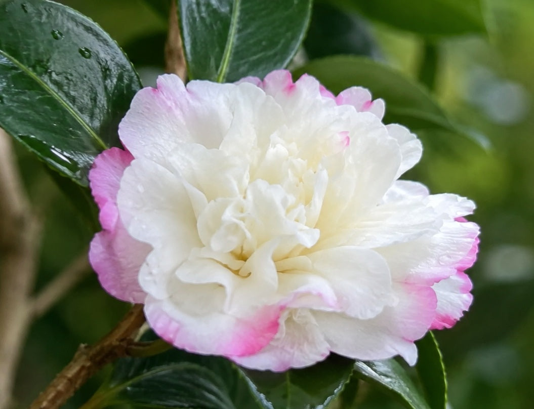Camellia oleifera - BEATRICE EMILY