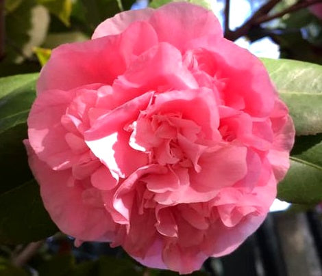 Camellia japonica - DEBUTANTE