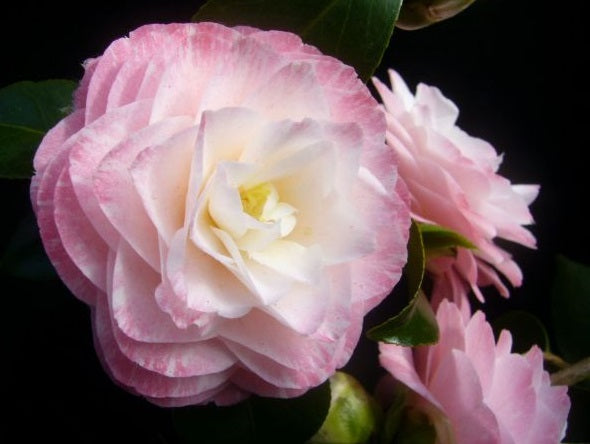 Camellia japonica - GRACE ALBRITTON