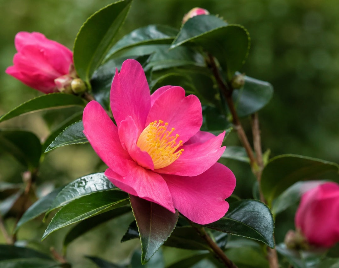 Camellia oleifera - HIRYU