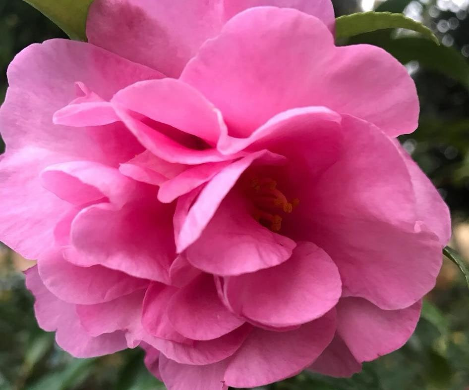Camellia oleifera - JENNIFER SUSAN