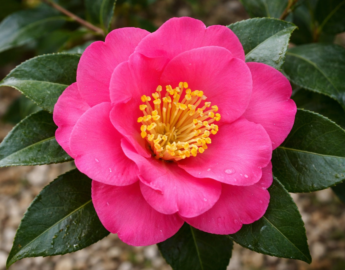 Camellia oleifera - JULIE ANNE