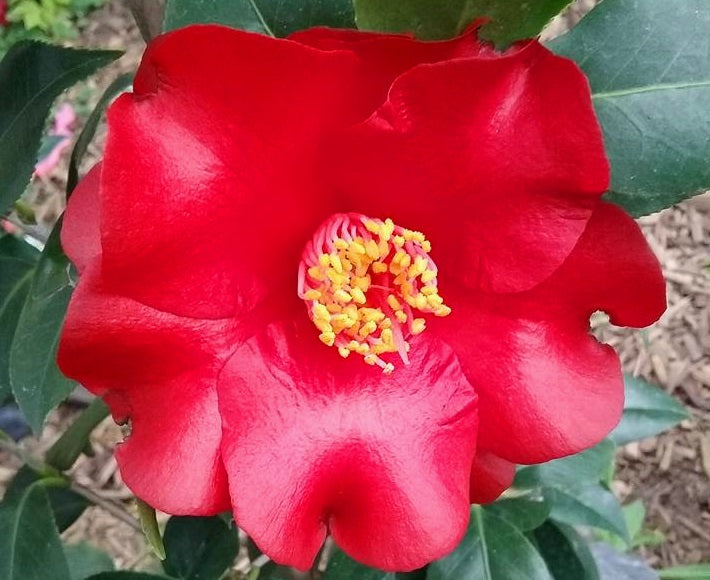 Camellia japonica - MIDNIGHT