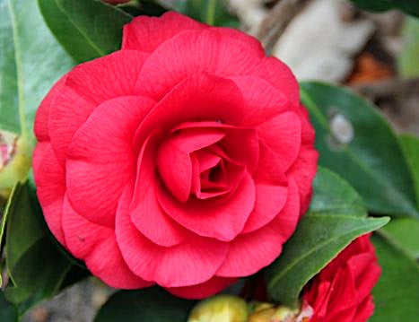 Camellia japonica - RED RED ROSE