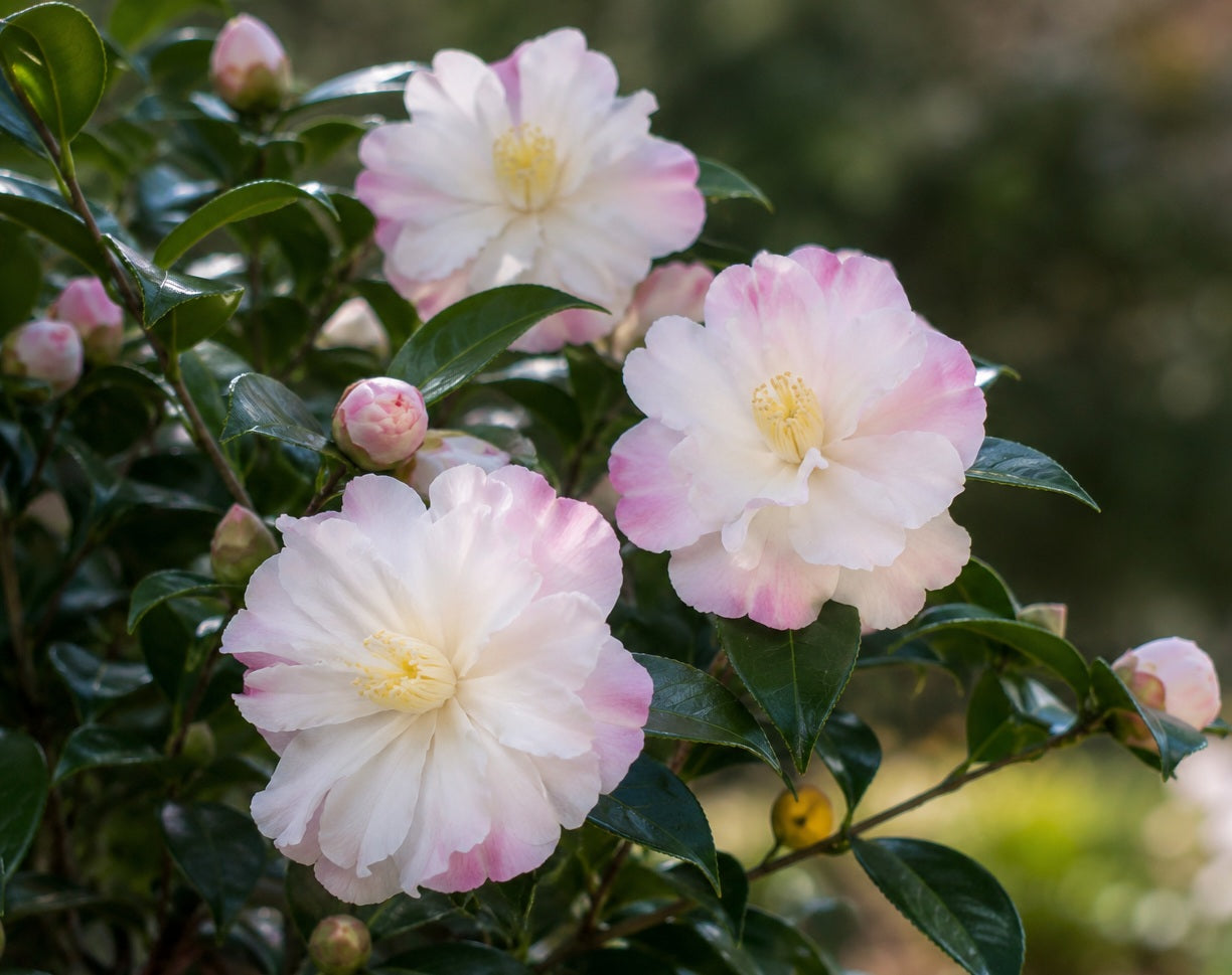 Camellia oleifera - STAR ABOVE STAR